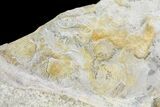 Rare, Fossil Cockroach (Syscioblatta) & Bivalves - Kinney Quarry, NM #80426-3